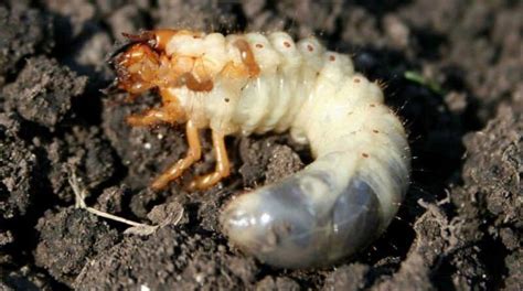 Chafer Grubs: How to Kill, Remove and Prevent them From Invading Your Lawn