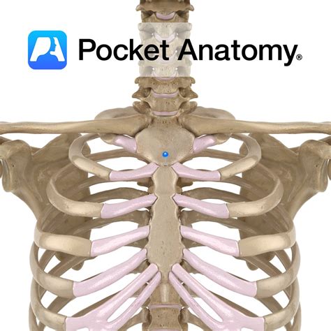 Sternum - sternal angle - Pocket Anatomy