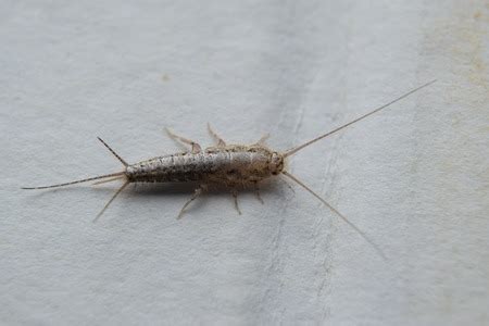 Do Silverfish Bite? - Pest Control Facts