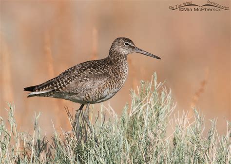 Western Willet in breeding plumage – On The Wing Photography