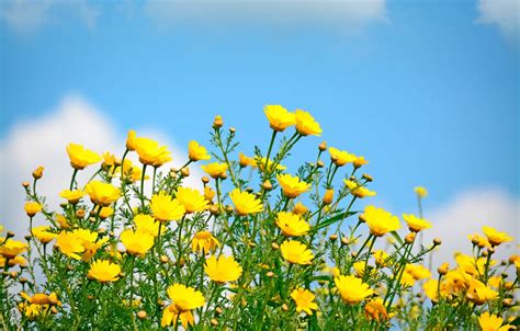 Wallpaper field, the sky, the sun, spring, yellow, flowers, spring, wildflowers images for ...