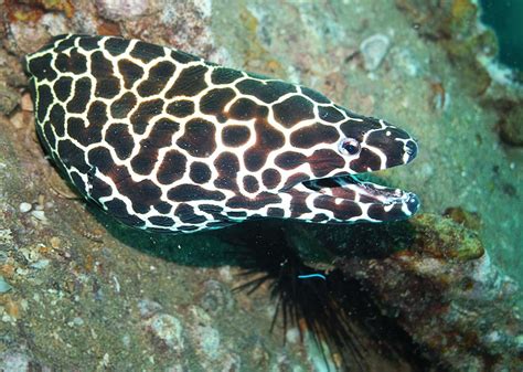 The Giant Moray Eel is just one of many species of Moray Eel