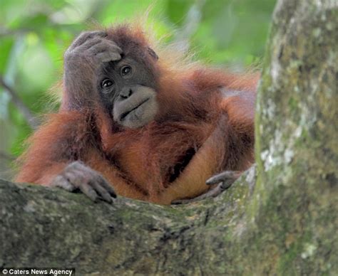 THE FLOW OF PERCEPTIONS: ORANGUTANS FIGHT BACK ... Primate ambushes ...