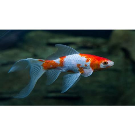 Jual Ikan Komet Merah Putih ikan hias lucu untuk aquarium aquascape ...