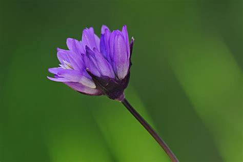 Wildflower Photography eBook | Photography Ebooks