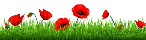 Remembrance poppy png - ishxoler