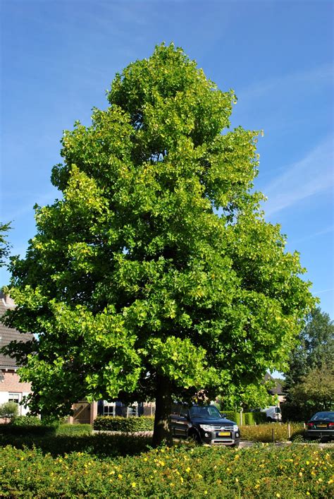 Liriodendron tulipifera | Tulip tree, Tulip poplar, Yellow poplar - Van den Berk Nurseries