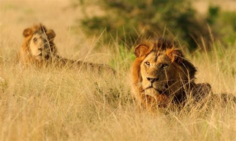 Lions In Uganda | Uganda Wildlife Tours | Uganda Safari