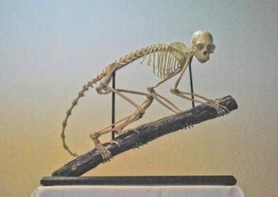 "Capuchin Monkey Skeleton" by Joanna Myers