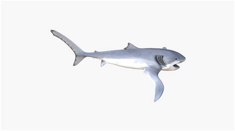 3D Eagle Shark Aquilolamna Milarcae Fossil And Reconstruction Set Model - TurboSquid 1716979