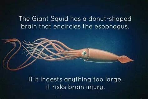 Giant Squid Doughnut Brain | Cool science facts, Animal facts, Wtf fun ...