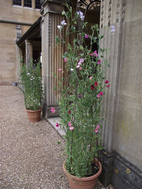 Sweet pea plants used instead of pedestals either side of the front door or ceremony arch for a ...