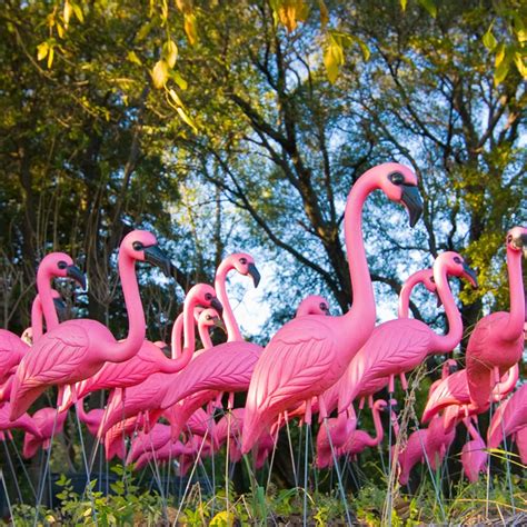 11 Tacky Lawn Ornaments That Need to Stay In Storage | Plastic flamingo, Plastic pink flamingos ...