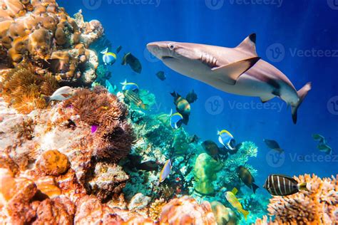 Tropical Coral Reef. 1183545 Stock Photo at Vecteezy