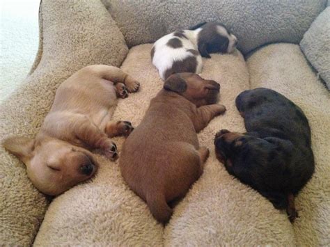 Dachshund puppies sleeping | Teh Cute - Cute puppies, cute kittens & other adorable cute animals