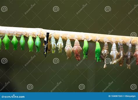 Butterfly Hatching in Row of Cocoons Stock Image - Image of environment ...