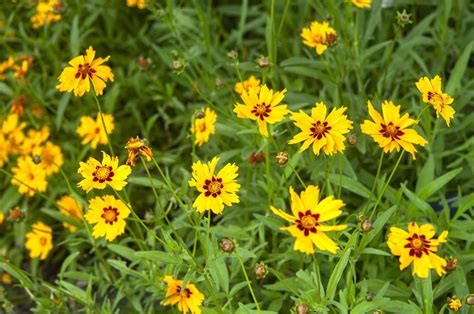 8 Varieties of Coreopsis for Your Flower Garden