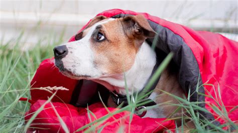 These Dog Sleeping Bags Offer A Better Sleep Than Your Bed