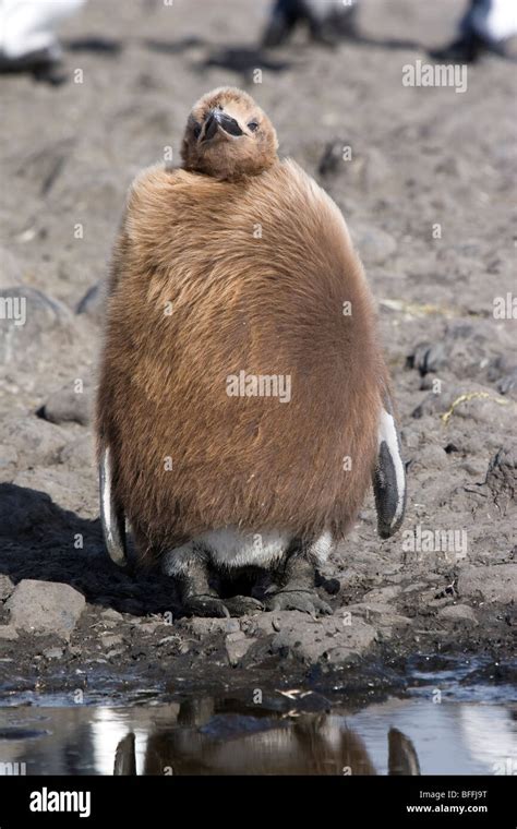 Fat penguin hi-res stock photography and images - Alamy