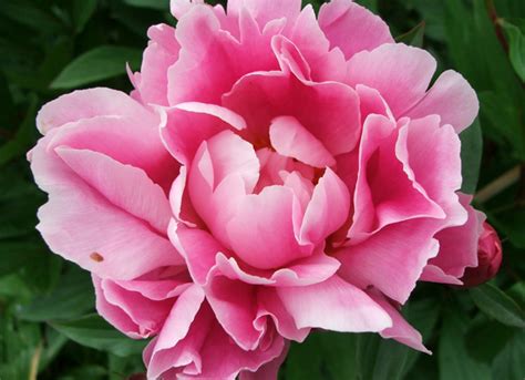 Chèvrefeuille's haiku-blog: Troiku: a double peony