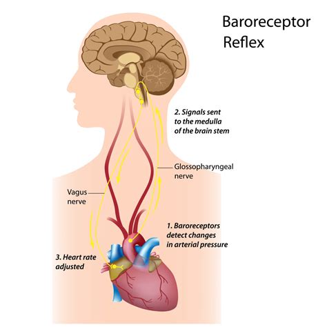 Blood Pressure: Short-term and Long-term Control Measures | Interactive Biology, with Leslie Samuel