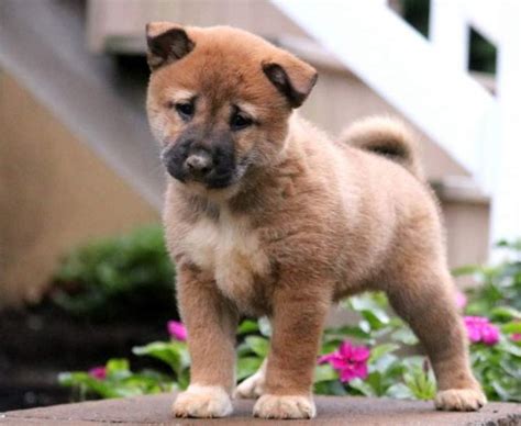 Shiba Inu Mix Puppies for Sale - Keystone Puppies