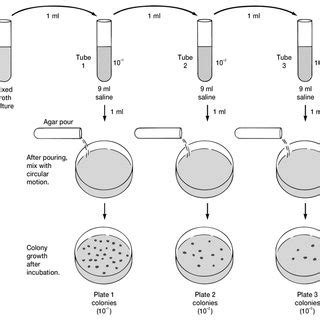 A comparison between the pour plate method and the spread plate method | Download Scientific Diagram