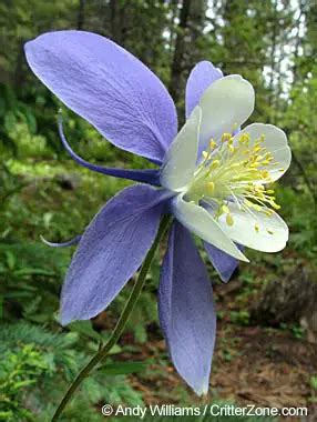 Colorado State Flower | Rocky Mountain Columbine