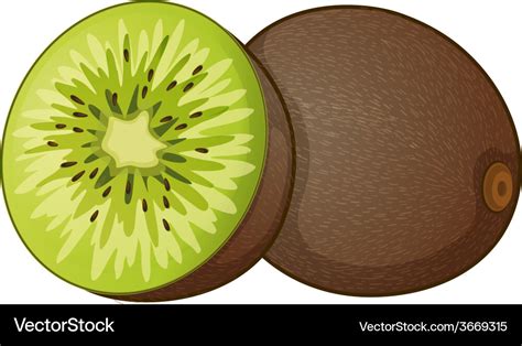 Kiwi fruit Royalty Free Vector Image - VectorStock