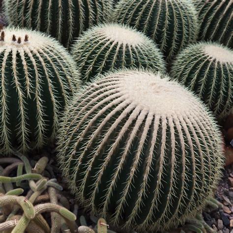 Barrel Cactus Plants: Learn About Different Barrel Cactus Varieties