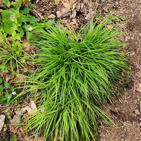 Pennsylvania Sedge (Carex pensylvanica) | Western Carolina Botanical Club