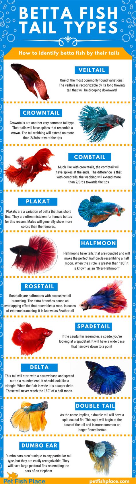 Betta Fish Tail Types - Pet Fish Place