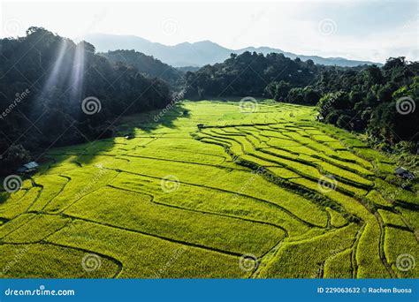 Rice Field ,Aerial View of Rice Fields Stock Photo - Image of background, asia: 229063632