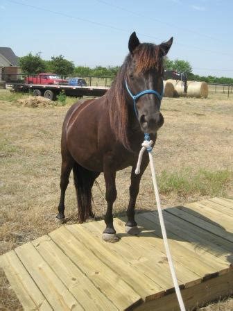 The Boy Scouts Build Us a Horse Obstacle Course | Stale Cheerios