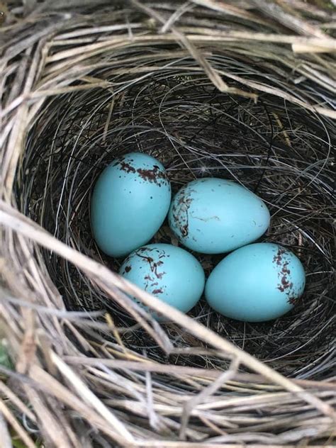 7 Spiritual Meanings of Bird Nest at Front Door or Window