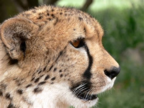 Cheetah Closeup Free Stock Photo - Public Domain Pictures