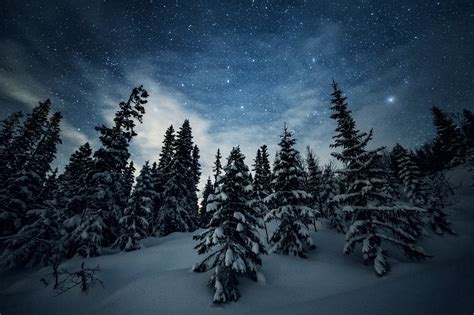 Winter Forest under Starry Night Sky - Image Abyss