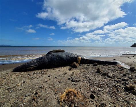 Los Angeles Times: First Dead Whale of 2023 Washes Up on California ...