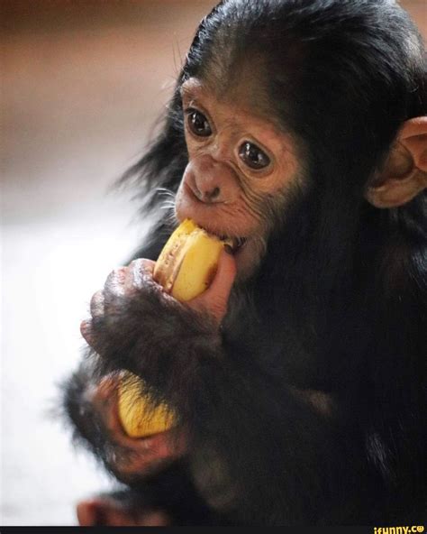 Baby Chimpanzee Eating Banana