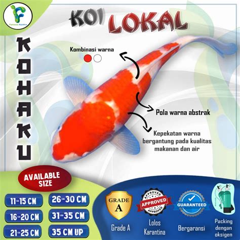 Jual KOHAKU - Ikan Koi Kohaku Grade A / Ikan Hias Koi Kohaku / Koi Kohaku | Shopee Indonesia