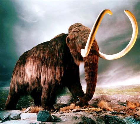 Scientists ready to clone Mammoth | 22MOON.COM