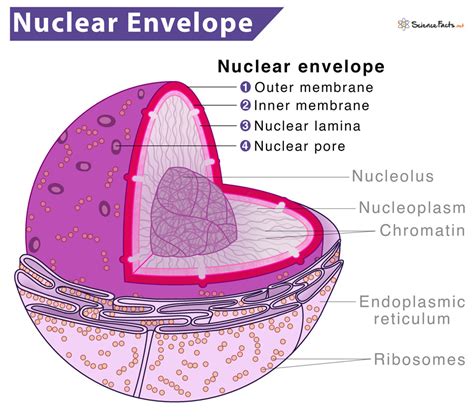 Nuclear Membrane In A Plant Cell