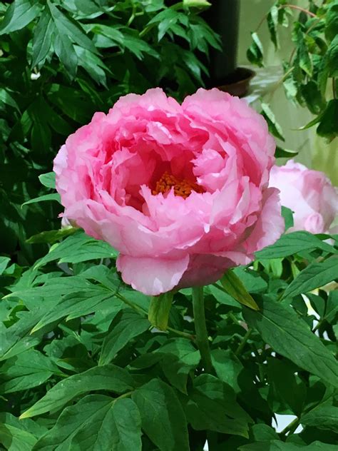 China selects peony as national flower- China.org.cn