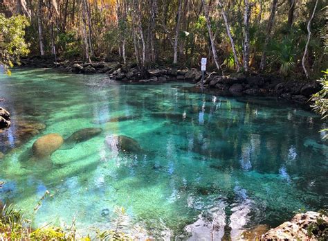 Metamorphosis at the Crystal River National Wildlife Refuge - NatureCoaster.com