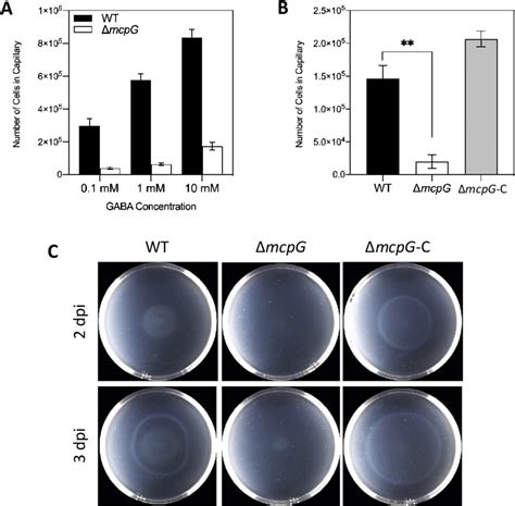 Chemotaxis assays. (A) Quantitative chemotaxis assay of WT and ΔmcpG ...