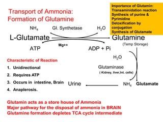 Protein & Amino Acid Metabolism | PPT