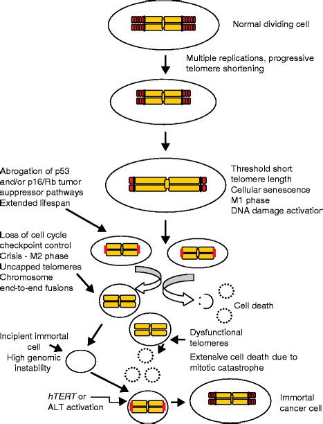 Cellular senescence and crisis. Telomeres protect chromosome ends from... | Download Scientific ...