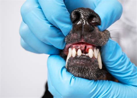 Dog Tooth Extraction Cost – Top Dog Tips