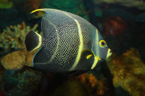 File:French Angelfish, Pomacanthus paru.jpg