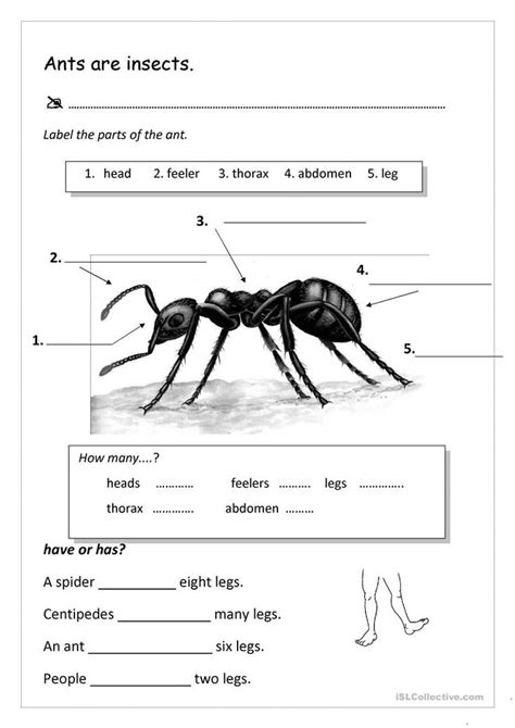 Fun and Engaging Ant Worksheets